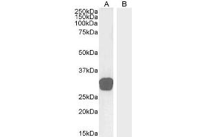 ABIN185465 (0. (GDF15 抗体  (C-Term))