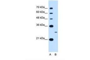 Image no. 1 for anti-Nanog Homeobox (NANOG) (AA 21-70) antibody (ABIN6738410) (Nanog 抗体  (AA 21-70))