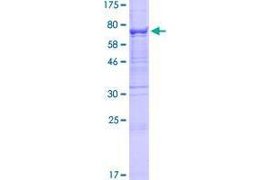 B3GALTL Protein (AA 1-498) (GST tag)