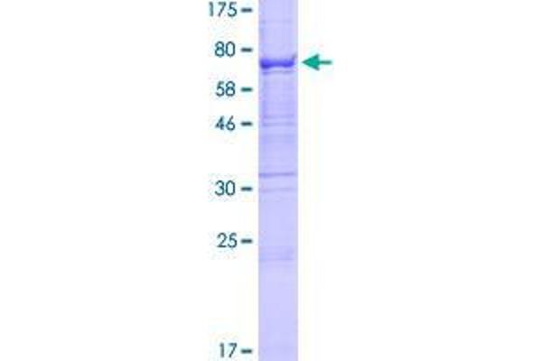 B3GALTL Protein (AA 1-498) (GST tag)