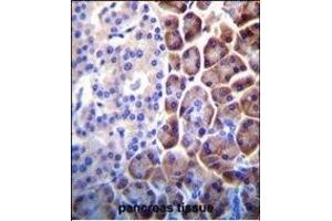 COPE Antibody (C-term) (ABIN655276 and ABIN2844868) immunohistochemistry analysis in formalin fixed and paraffin embedded human pancreas tissue followed by peroxidase conjugation of the secondary antibody and DAB staining. (COPE 抗体  (C-Term))