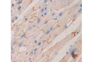IHC-P analysis of Mouse Tissue, with DAB staining. (IL12RB2 抗体  (AA 455-606))