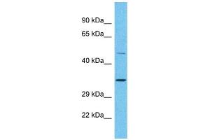 Western Blotting (WB) image for anti-Olfactory Receptor, Family 2, Subfamily A, Member 25 (OR2A25) (C-Term) antibody (ABIN2774562)