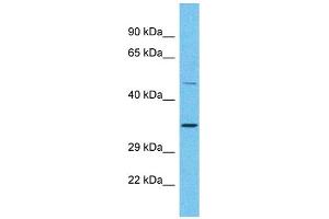 Host: Rabbit Target Name: OR2A25 Sample Type: Placenta lysates Antibody Dilution: 1. (OR2A25 抗体  (C-Term))