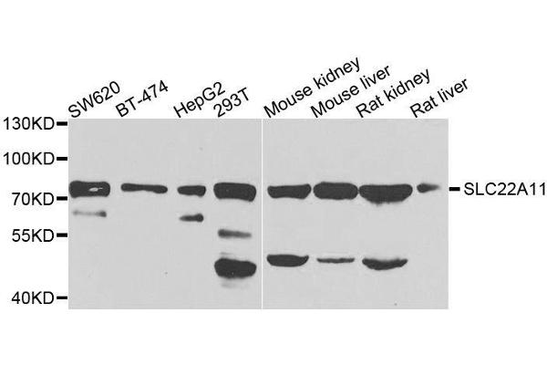SLC22A11 抗体  (AA 40-150)
