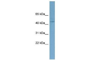 WB Suggested Anti-EED  Antibody Titration: 0. (EED 抗体  (N-Term))