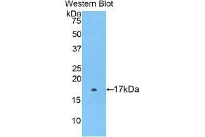 Western Blotting (WB) image for anti-Coagulation Factor II (thrombin) Receptor-Like 1 (F2RL1) (AA 212-347) antibody (ABIN2117808) (F2RL1 抗体  (AA 212-347))