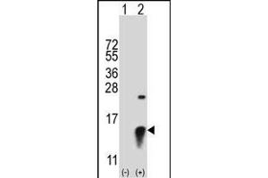 Western blot analysis of SUMO2 (arrow) using rabbit polyclonal SUMO2 Antibody (ABIN388085 and ABIN2845979). (SUMO2 抗体  (C-Term))