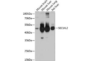 Western blot analysis of extracts of various cell lines, using SEC14L2 antibody (ABIN6132639, ABIN6147484, ABIN6147485 and ABIN6214889) at 1:1000 dilution. (SEC14L2 抗体  (AA 60-270))