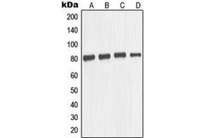 Western blot analysis of TAU expression in SKNSH (A), mouse brain (B), U87MG (C), SHSY5Y (D) whole cell lysates.