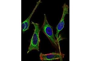 Immunofluorescence analysis of Hela cells using MB mouse mAb (green). (Myoglobin 抗体  (AA 34-126))