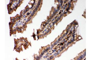 Anti- HLA-C Picoband antibody,IHC(P) IHC(P): Mouse Intestine Tissue