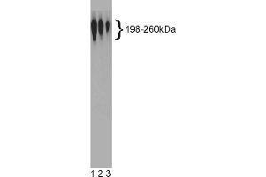 Western Blotting (WB) image for anti-Nestin (NES) antibody (ABIN967492) (Nestin 抗体)