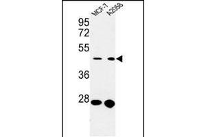 Western blot analysis of CDC37 Antibody (Center) (ABIN652914 and ABIN2842588) in MCF-7,  cell line lysates (35 μg/lane).