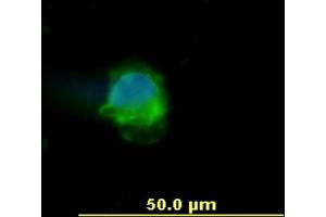 Immunocytochemistry staining of human peripheral blood mononuclear cell using anti-human CD45 (, green). (CD45 抗体  (APC))