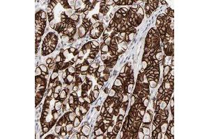 Immunohistochemical staining of human stomach with IRF9 polyclonal antibody  shows strong cytoplasmic and membranous positivity in glandular cells at 1:50-1:200 dilution. (IRF9 抗体)
