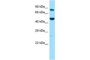 Host: Rabbit Target Name: KMO Sample Type: 293T Whole Cell lysates Antibody Dilution: 1. (KMO 抗体  (N-Term))