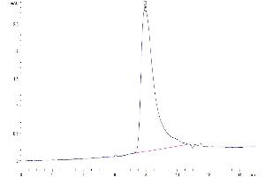 Size-exclusion chromatography-High Pressure Liquid Chromatography (SEC-HPLC) image for Interleukin 22 (IL22) (AA 34-179) protein (His tag) (ABIN7274919)