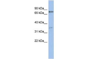 WB Suggested Anti-EOMES Antibody Titration:  0. (EOMES 抗体  (Middle Region))