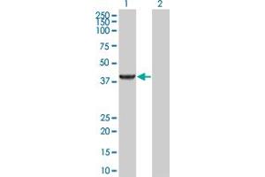 Western Blot analysis of PIPOX expression in transfected 293T cell line by PIPOX MaxPab polyclonal antibody. (PIPOX 抗体  (AA 1-390))
