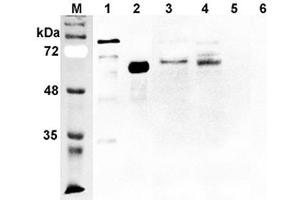Western blot analysis using anti-DLL1 (human), pAb  at 1:2'000 dilution. (DLL1 抗体)