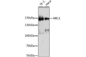 Western blot analysis of extracts of various cell lines, using MKL1 antibody (ABIN6293384) at 1:1000 dilution. (MKL1 抗体)