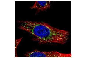 ICC/IF Image Confocal immunofluorescence analysis (Olympus FV10i) of paraformaldehyde-fixed HeLa, using GALNS, antibody (Green) at 1:500 dilution. (GALNS 抗体  (Center))