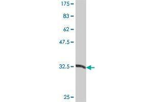 Western Blot detection against Immunogen (37 KDa) . (BCL2L12 抗体  (AA 174-273))