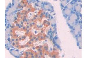 Detection of aZGP1 in Rat Pancreas Tissue using Monoclonal Antibody to Alpha-2-Glycoprotein 1, Zinc Binding (aZGP1) (AZGP1 抗体  (AA 18-296))