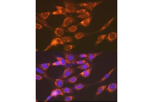 Immunofluorescence (IF) image for anti-Versican (Vcan) antibody (ABIN7271309)