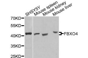Western blot analysis of extracts of various cell lines, using FBXO4 antibody (ABIN6003676) at 1/1000 dilution.