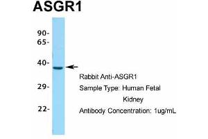 Western Blotting (WB) image for anti-Asialoglycoprotein Receptor 1 (ASGR1) (N-Term) antibody (ABIN2778132)