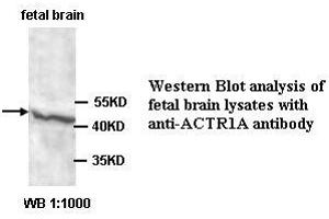Image no. 1 for anti-Alpha Centractin (ACTR1A) antibody (ABIN1574449) (ACTR1A 抗体)