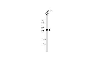 Anti-LXN Antibody at 1:1000 dilution + MCF-7 whole cell lysate Lysates/proteins at 20 μg per lane. (Latexin 抗体)