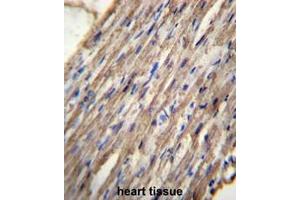 C10orf129 Antibody (C-term) immunohistochemistry analysis in formalin fixed and paraffin embedded human heart tissue followed by peroxidase conjugation of the secondary antibody and DAB staining.