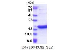 SDS-PAGE (SDS) image for Basic Leucine Zipper Transcriptional Factor ATF-Like 3 (BATF3) (AA 1-127) protein (His tag) (ABIN6387386) (BATF3 Protein (AA 1-127) (His tag))