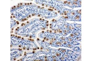 IHC-P: HSP105 antibody testing of rat intestine tissue (HSPH1 抗体  (AA 713-733))