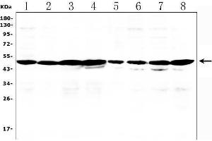 Western blot analysis of NR1I2 using anti-NR1I2 antibody (ABIN7602331).
