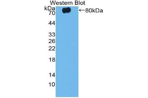 Western blot analysis of the recombinant protein. (Caspase 12 抗体  (AA 1-413))
