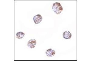 Immunocytochemistry of RGS21 in HepG2 cells with this product at 2. (RGS21 抗体  (Center))
