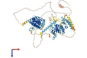 Nucleolar Protein with MIF4G Domain 1 (NOM1) (AA 1-854) protein (His tag)