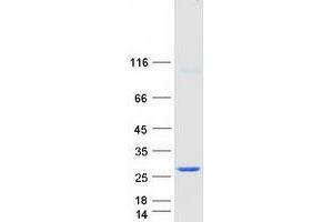 Western Blotting (WB) image for Chromobox Homolog 5 (CBX5) (Transcript Variant 3) protein (Myc-DYKDDDDK Tag) (ABIN2713265)