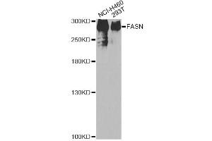 Western blot analysis of extracts of various cell lines, using FASN antibody (ABIN1872661) at 1:200 dilution. (Fatty Acid Synthase 抗体)