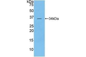 Detection of Recombinant TOR3A, Rat using Polyclonal Antibody to Torsin 3A (TOR3A) (TOR3A 抗体  (AA 97-361))