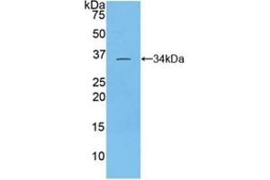 Detection of Recombinant TOR3A, Rat using Polyclonal Antibody to Torsin 3A (TOR3A)