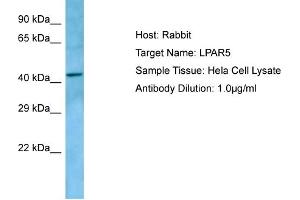 Host: RabbitTarget Name: LPAR5Antibody Dilution: 1. (LPAR5 抗体  (C-Term))