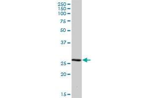 MRPS34 MaxPab polyclonal antibody. (MRPS34 抗体  (AA 1-218))