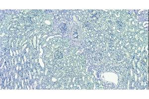 (ABIN335135) Negative Control showing staining of paraffin embedded Human Kidney, with no primary antibody. (EWSR1 抗体  (Internal Region))