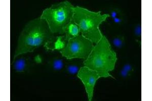 Anti-CD5 mouse monoclonal antibody (ABIN2452892) immunofluorescent staining of COS7 cells transiently transfected by pCMV6-ENTRY CD5 (RC206494). (CD5 抗体)