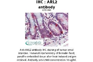Image no. 2 for anti-ADP-Ribosylation Factor-Like 2 (ARL2) (AA 123-184) antibody (ABIN1731948)